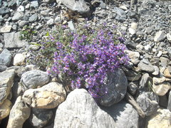 Linaria alpina alpina