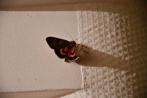 Catocala electa