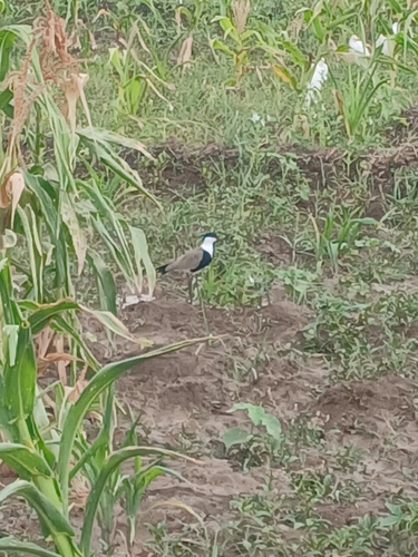 Spur-winged Lapwing