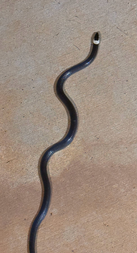 White-crowned Snake sighting