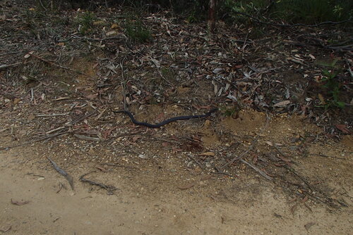 Red-bellied Black Snake sighting