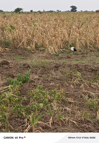 African Sacred Ibis