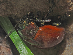 Chrysolina polita