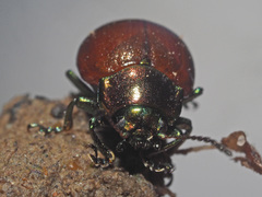 Chrysolina polita