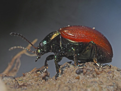 Chrysolina polita