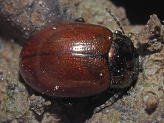 Chrysolina polita