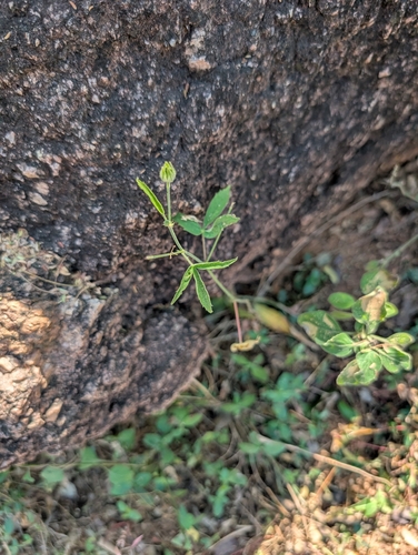 Lobed Leaf Mallow (Hibiscus lobatus)