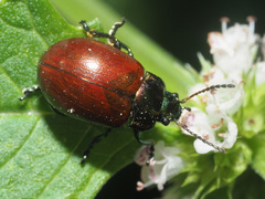 Chrysolina polita