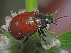Chrysolina polita
