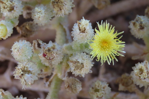 Mesembryanthemum gessertianum