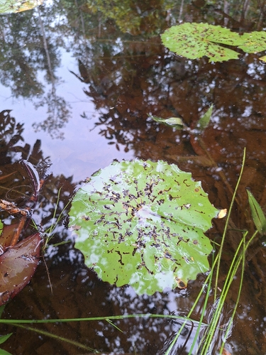 Nymphaea rudgeana, photograph 4