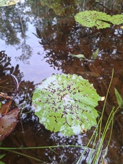 Water lily (Nymphaea rudgeana)