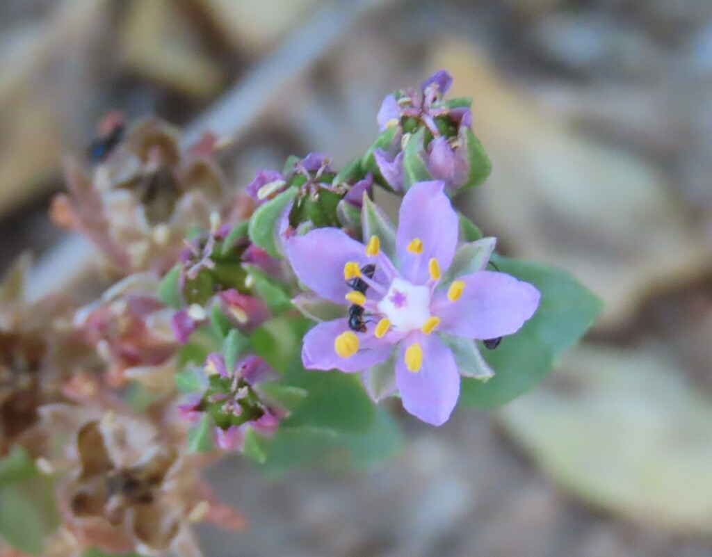 Bergia anagalloides