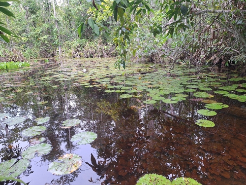 Nymphaea rudgeana, photograph 5