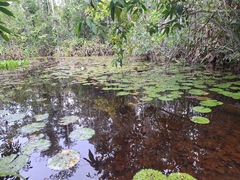 Nymphaea rudgeana, photograph Non_Praying_Mantis, CC BY, iNaturalist via GBIF