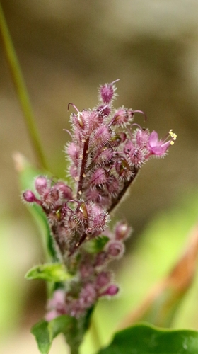Floscopa scandens, photograph 6