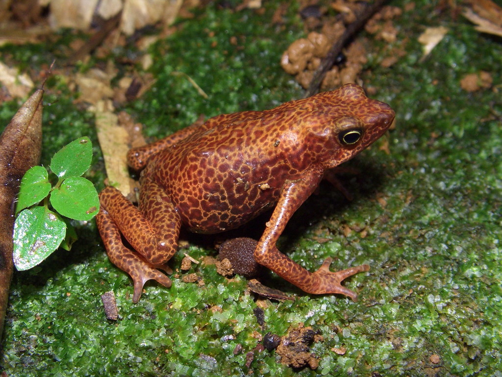 Cayenne Stubfoot Toad