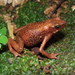 Cayenne Stubfoot Toad - Photo (c) Daniele Seglie, some rights reserved (CC BY-NC), uploaded by Daniele Seglie