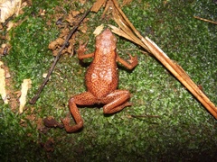 Atelopus flavescens