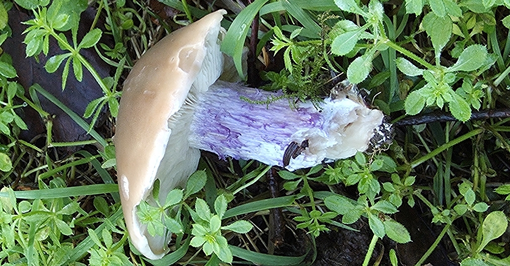 Collybia personata · December 2025 · photo: © sabear (iNaturalist, cc0)