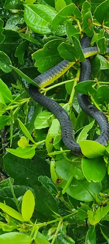 Common Tree Snake sighting