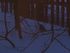 Turdus atrogularis