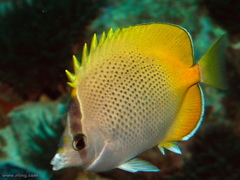 Chaetodon guentheri