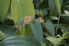 Cissus hastata