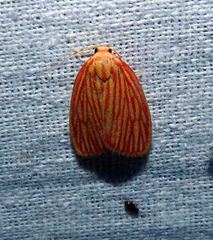 Stigmatophora roseivena