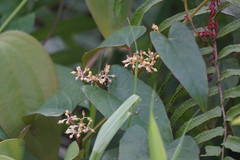 Cissus hastata