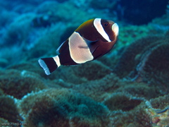 Amphiprion latezonatus