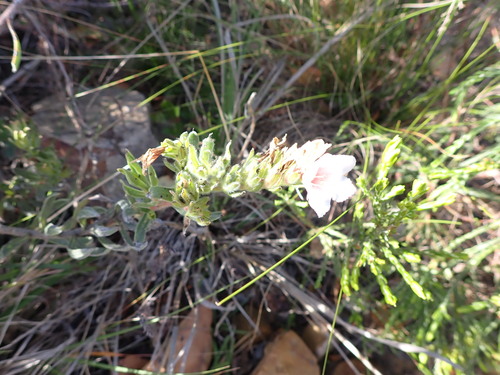 Largeflower Healthbush (Lobostemon curvifolius)