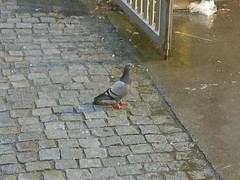 Columba livia domestica