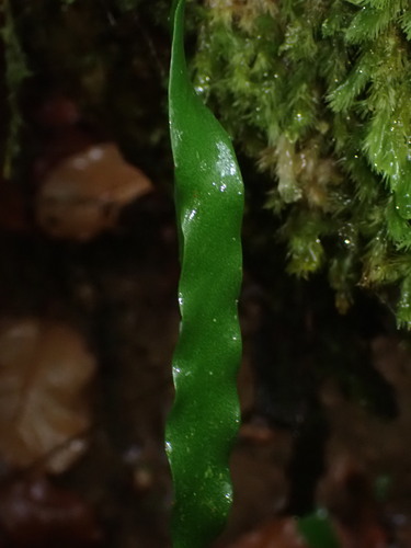 Ophioderma falcatum observed 2025-12-19