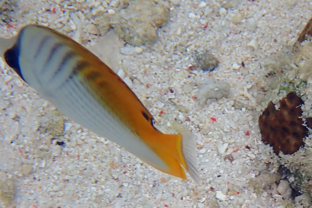 Threadfin Butterflyfish from Lady Elliot Island, Queensland 4670 ...