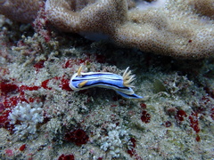 Chromodoris hamiltoni