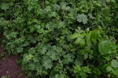 Alchemilla stellaris