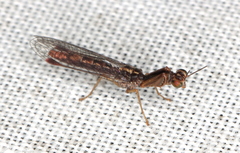 Austromantispa trevori