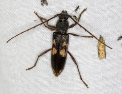 Phoracantha punctata