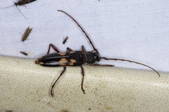 Phoracantha punctata