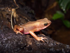 Atelopus flavescens