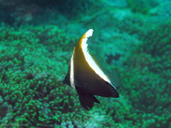 Heniochus varius