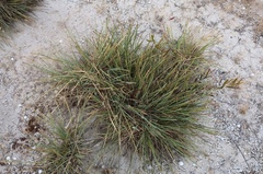 Lomandra effusa