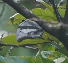 Polyura schreiber