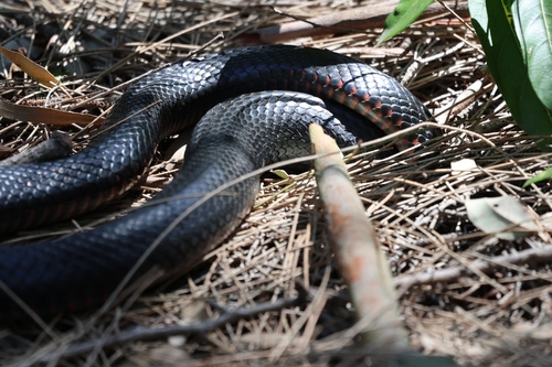 Red-bellied Black Snake sighting