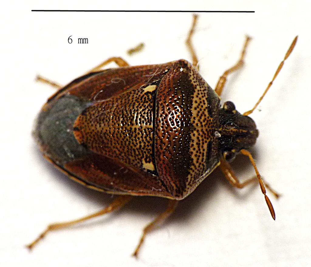 Eysarcoris trimaculatus