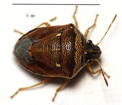 Eysarcoris trimaculatus