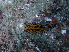 Halgerda wasinensis