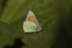 Lycaenidae
