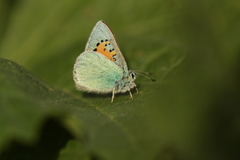 Lycaenidae